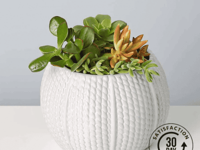 Pumpkin Succulent Garden