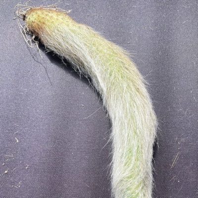 Full Sized Monkey Tail Cactus - Extra Thick and Hairy - Pick Your Size (11"-15")