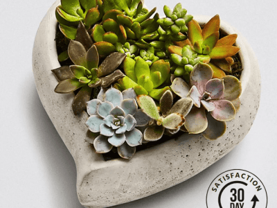 Sweet Succulent Heart Garden
