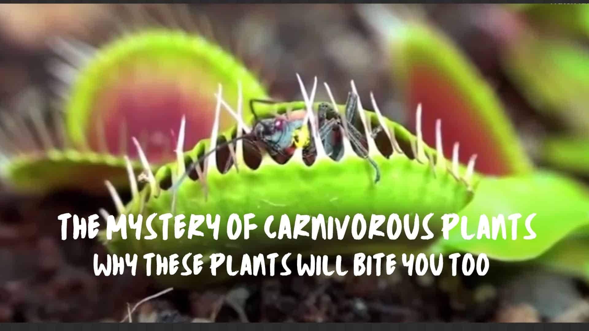 THE MYSTERY OF CARNIVOROUS PLANTS Heading