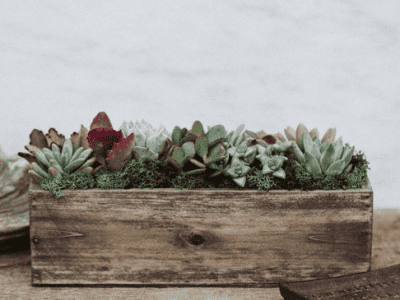 Wooden-Trough-Succulent-Garden