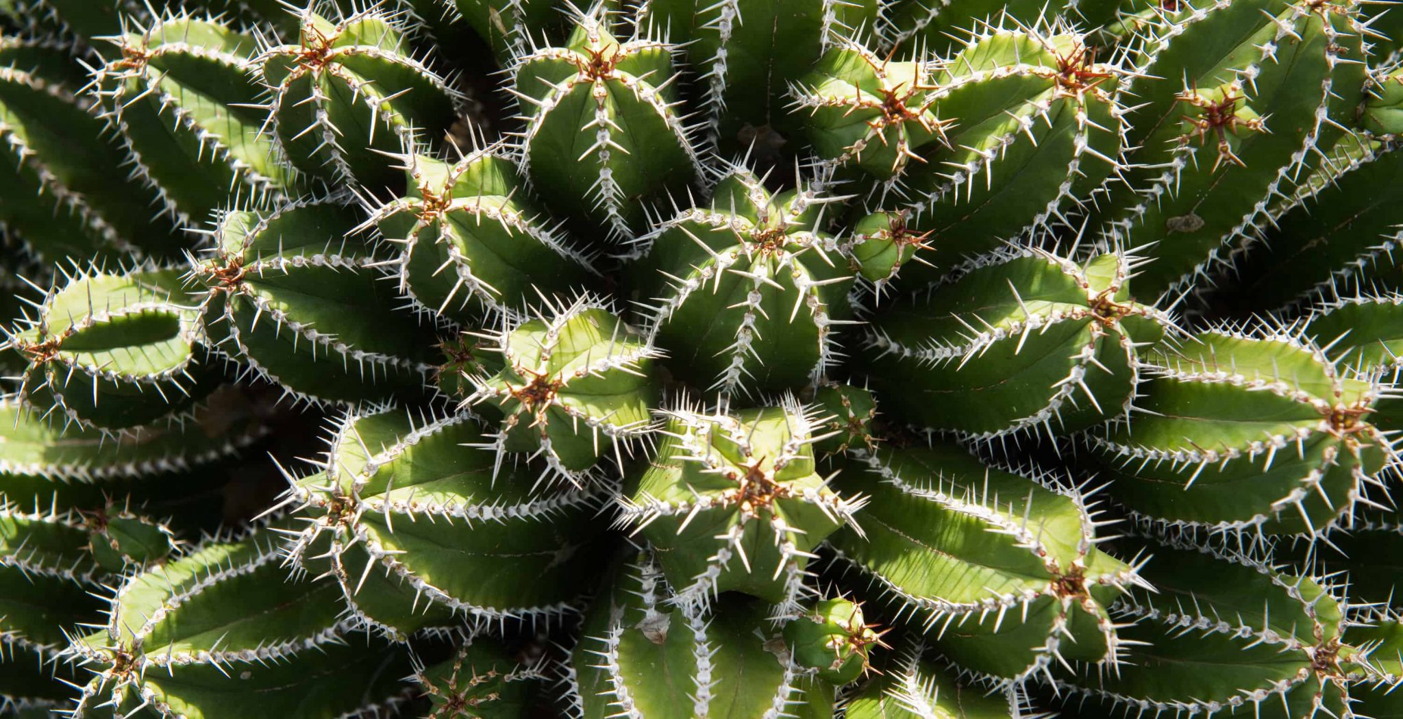 Caring For Succulents And Cacti-From above amazing prickly cactus growing on sunny day in garden Caring For Succulents And Cacti-From above amazing prickly cactus growing on sunny day in garden