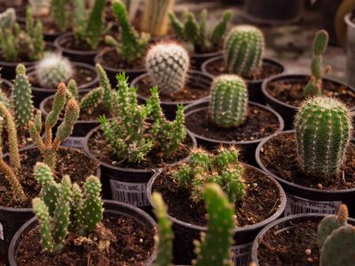 different-sorts-of-cactus-in-garden-