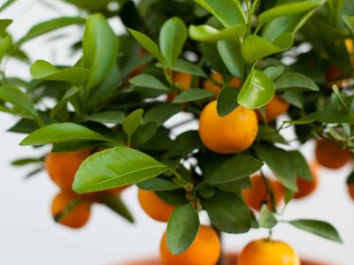 What Kind of Fruit Can I Grow?