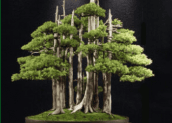 project_comment_file627b8a52dc49e-Contact-Us—GETTING-BEST-DEANS-QUALITY-PLANTS—right project_comment_file627b8a52dc49e-Contact-Us---GETTING-BEST-DEANS-QUALITY-PLANTS---right