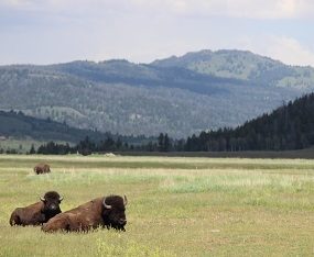 Top Ten Wildlife Sightings