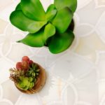 Alstromeria Series – White Onyx, Calacatta & White Thassos
