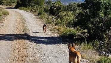 Exercice de rappel en pleine nature avec un chien à Avignon