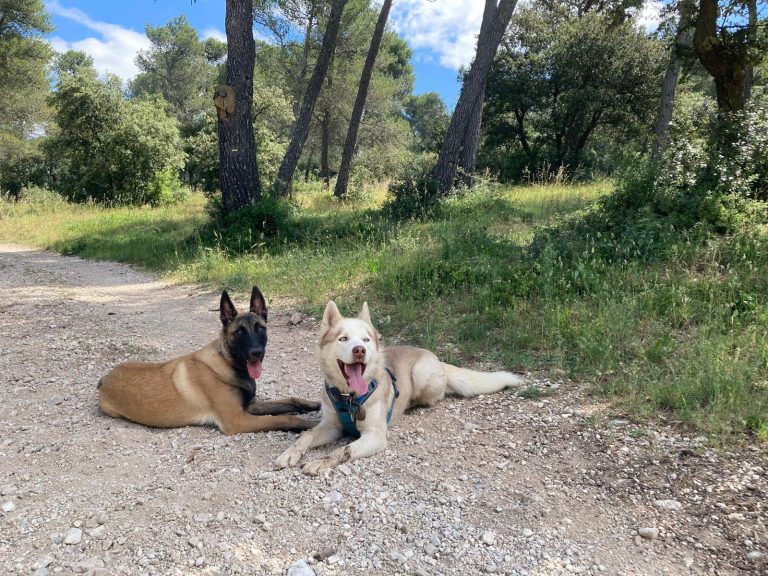 Séance individuelle de rééducation canine comportementale