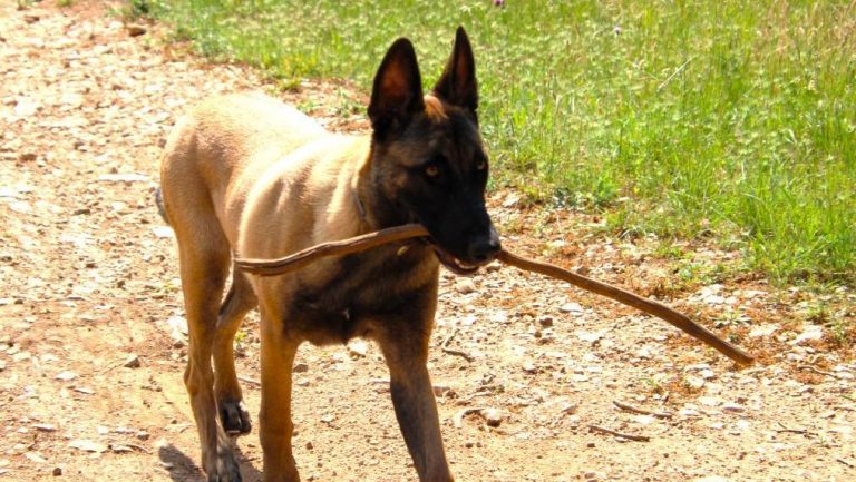 Travail de socialisation entre chiens à L’Isle-sur-la-Sorgue