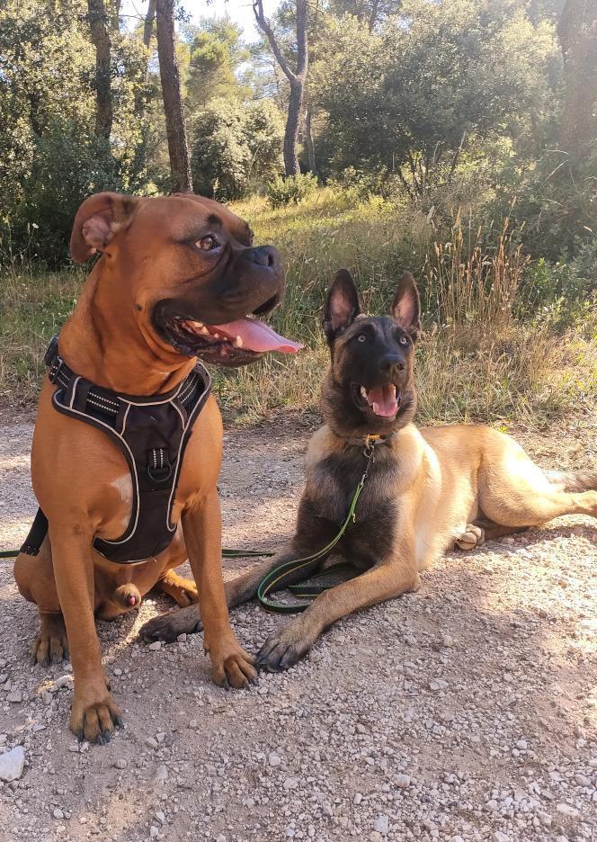 Chien adulte en cours de socialisation à L’Isle-sur-la-Sorgue