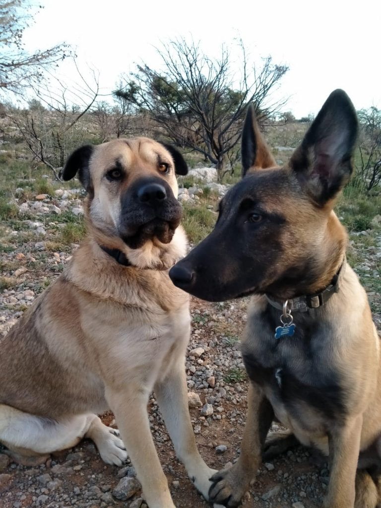 Travail de rappel et d’écoute active avec un éducateur canin pro