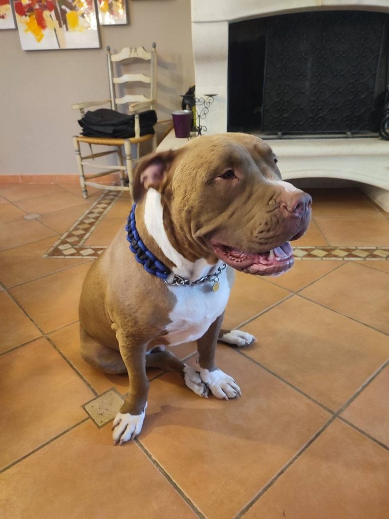 Relation de confiance entre maître et chien lors d’un exercice éducatif