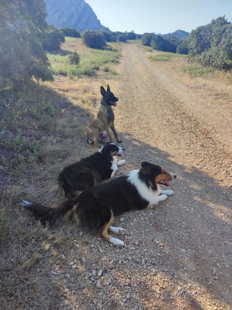 Éducation canine à domicile dans les environs de Saint-Rémy-de-Provence