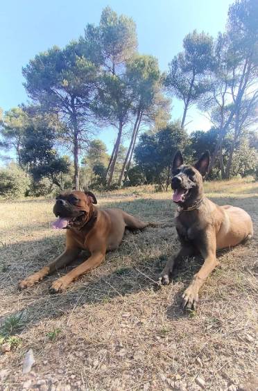 Chiot en apprentissage des ordres de base dans le 13