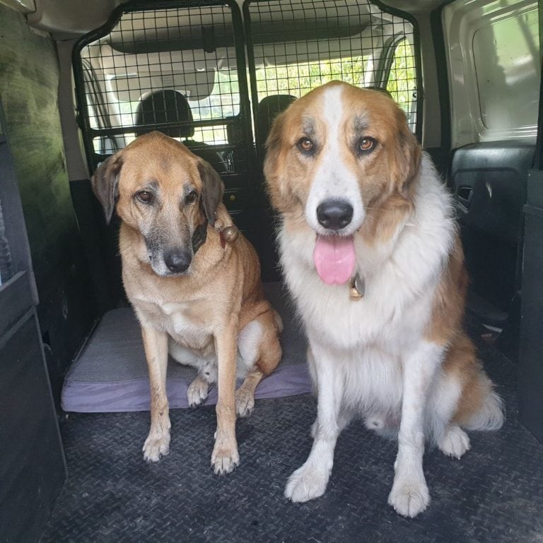 Travail de socialisation d’un chien à Plan-d’Orgon