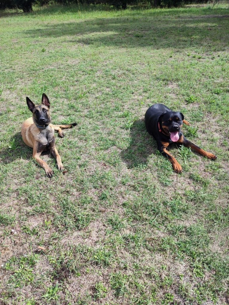 Séance d’éducation canine en extérieur dans les Bouches-du-Rhône