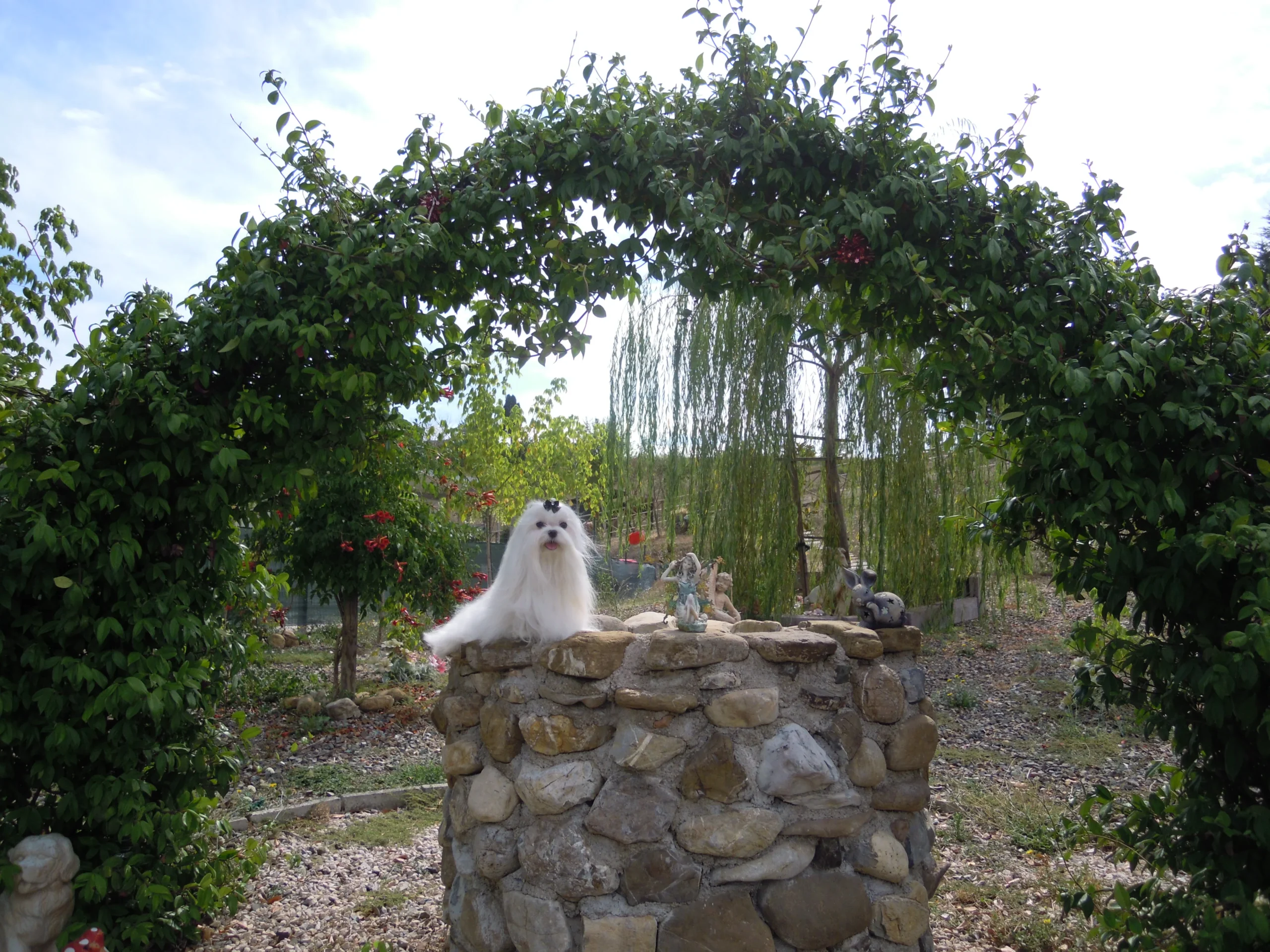 scegliere l'allevamento