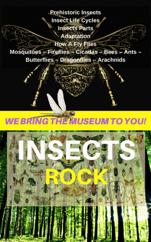 Insects Rock featuring a large bumble bee, dragonfly and a variety of insects and a forest background