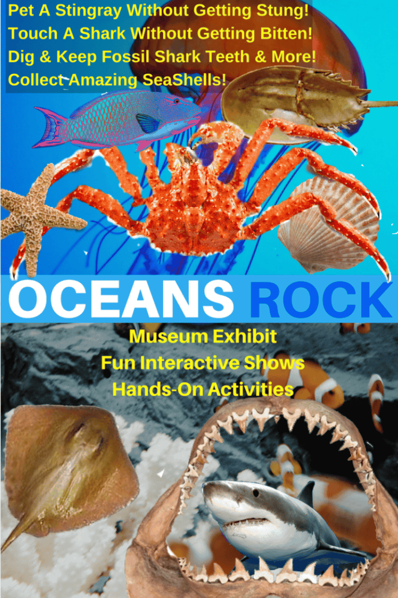 Oceans Rock featuring a alaskan kig crab, jellyfish, sea star, sea shell, shark jaws, great white shark, stingray, clown fish and coral reef in background