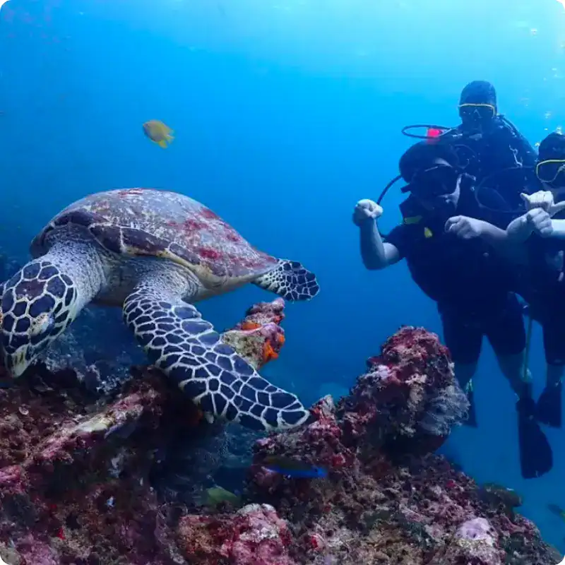 Try Scuba Diving in Koh Phi Phi – No License Needed