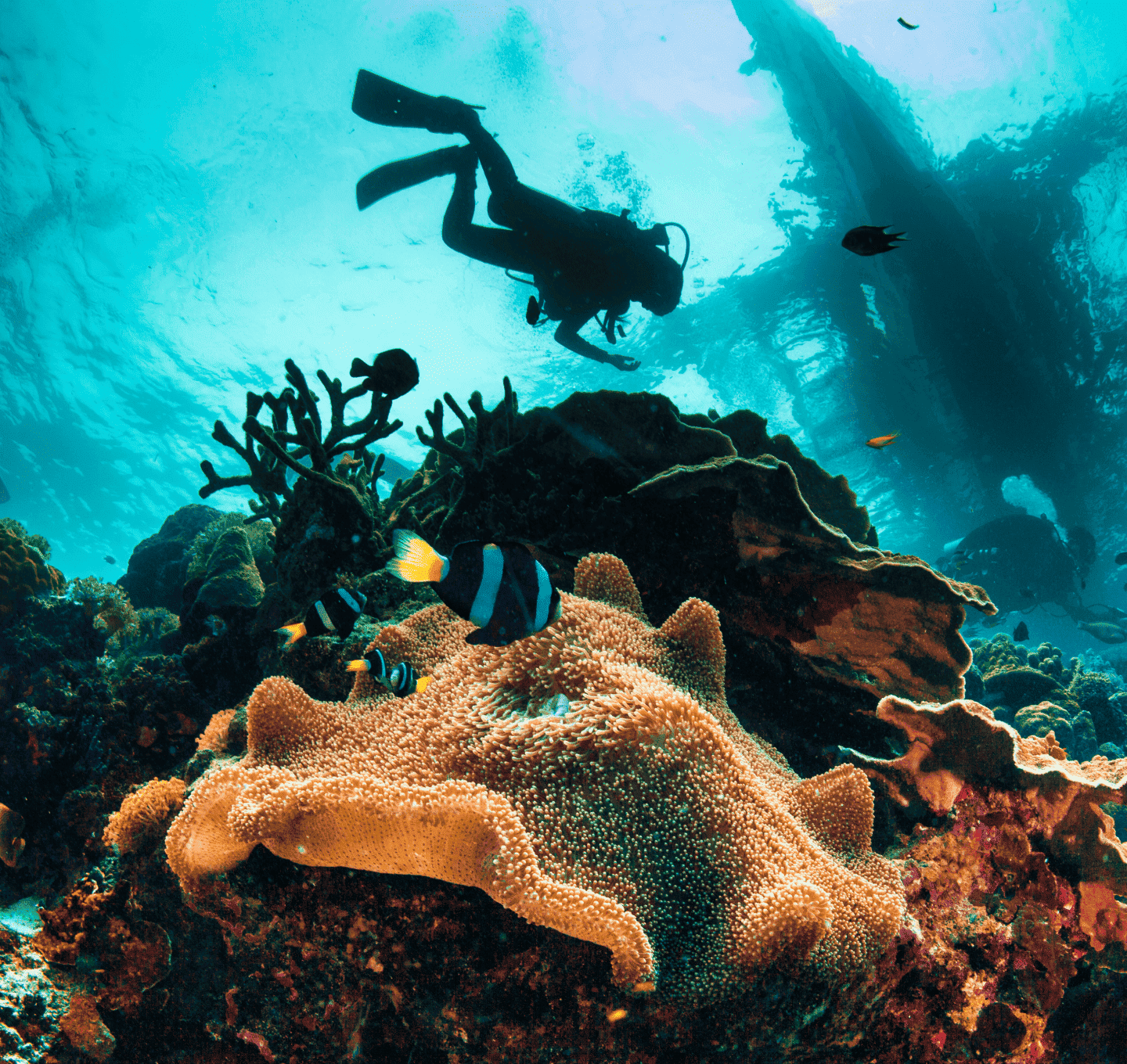 padi