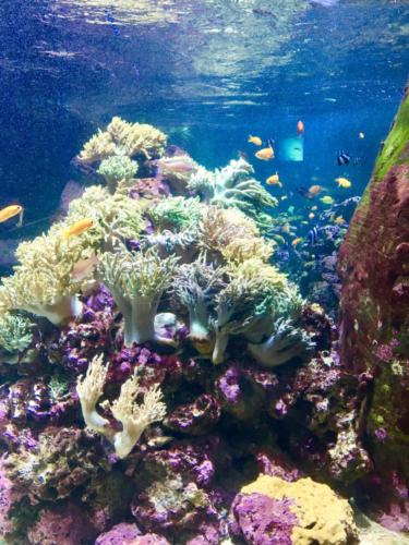 Dubai Mall Underwater Zoo