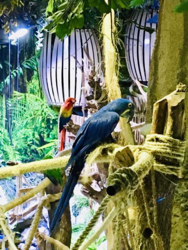 Dubai Mall Underwater Zoo