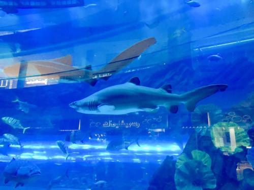 Underwater Zoo