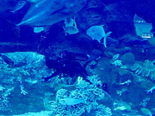 Dubai Mall Underwater Zoo