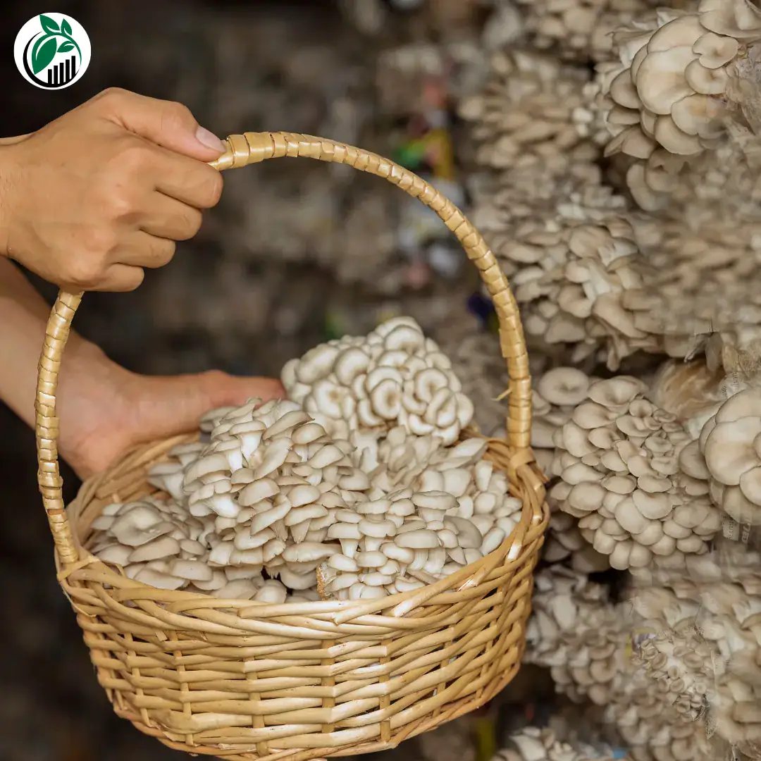 Mushroom Cultivation