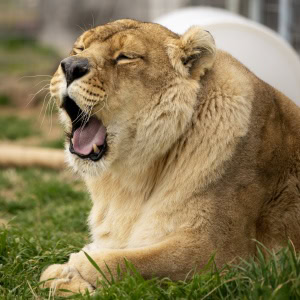 World Wildlife Conservation Day