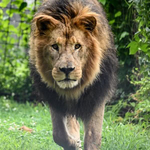 Simba's Birthday