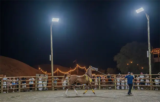 Dubai Evening Desert Safari with BBQ and Entertainment: Your Ultimate 2025 Adventure Guide