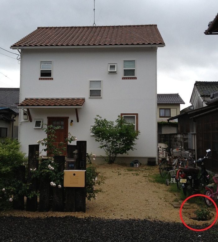 つるバラの育て方！ルージュピエールドゥロンサールを地植え！