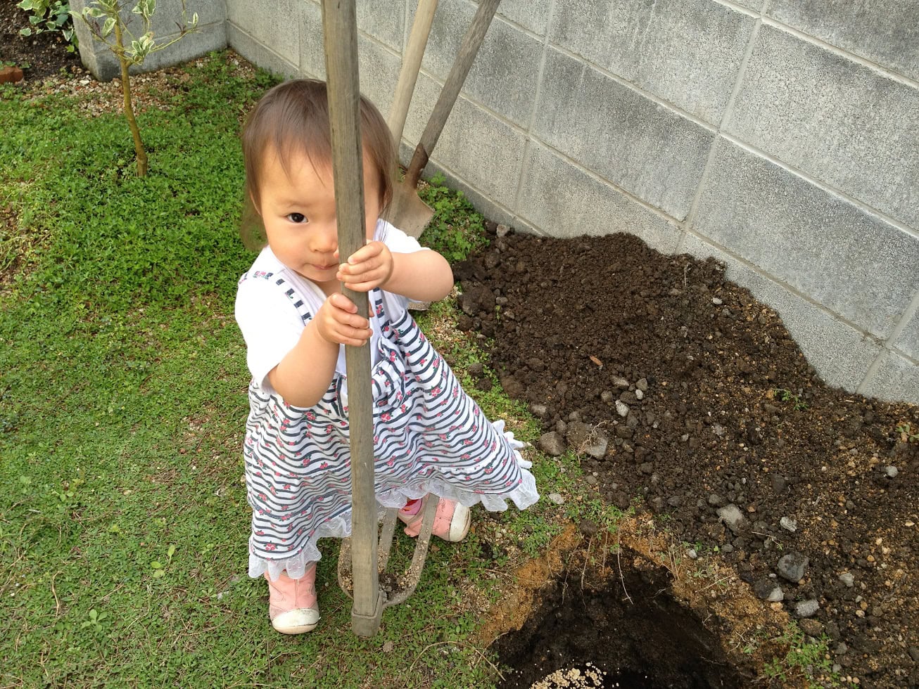 鉢植えピエールドゥロンサールの植付け