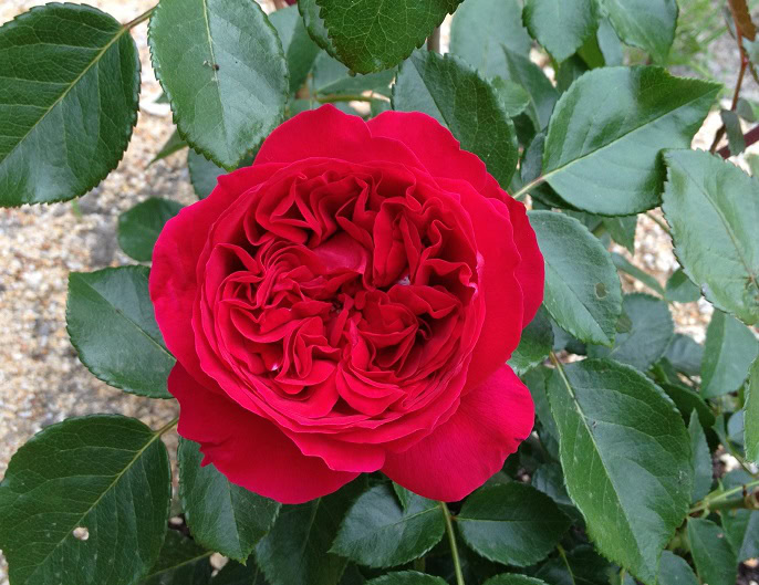ルージュピエールドゥロンサール開花