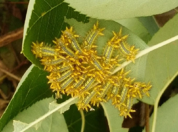 バラの害虫！どんな種類の虫がいるの？一覧で！