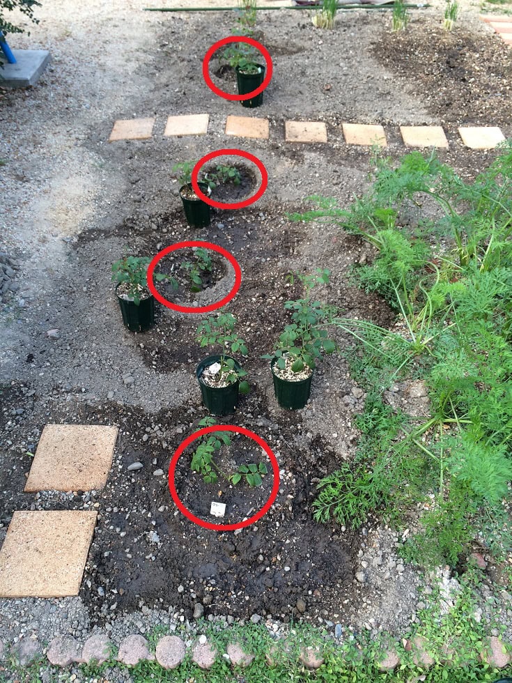 バラって鉢植えと地植えで実際にどのくらい違うのか？
