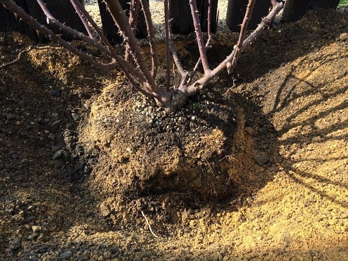 地植えのバラを移植する方法とコツ！