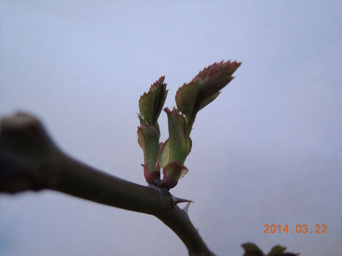 バラの芽かき！新芽に養分を集中させるには？