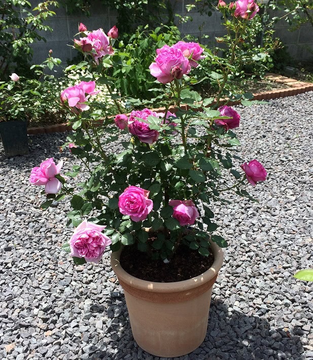 ローズポンパドゥールが開花！花持ちは？