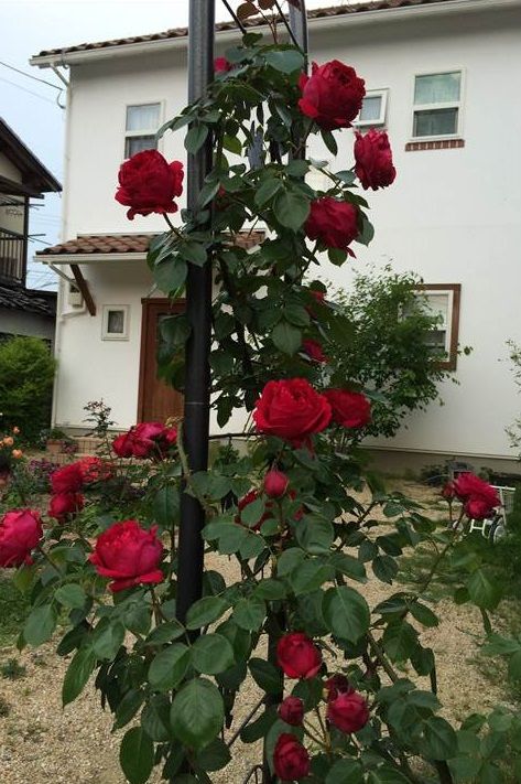 ルージュピエールドゥロンサールが開花！花持ちは？香りは？