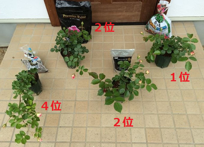 バラの肥料対決その2！手作りVS有機VS化成！