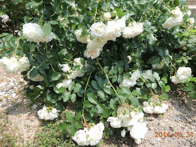 コルデスのコスモス（バラ）が残念な開花！枝が倒れまくる！