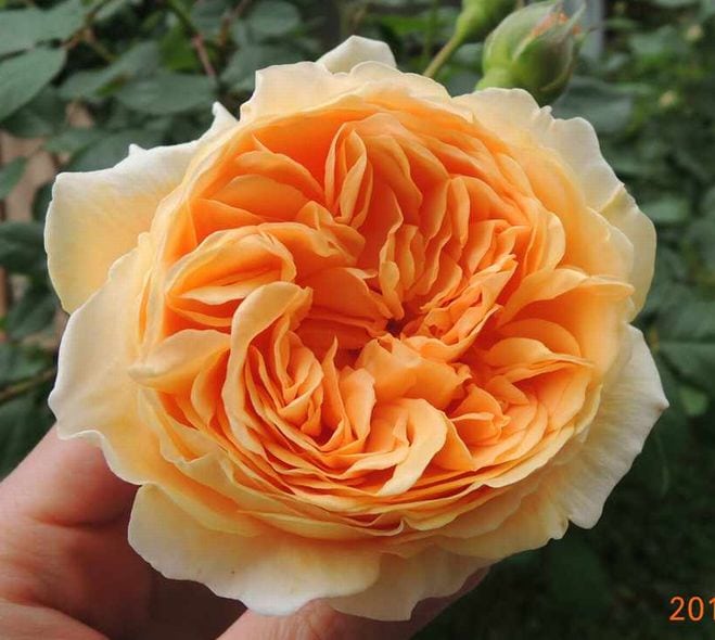 クラウンプリンセスマルガリータの鉢植えが開花！花もちは？