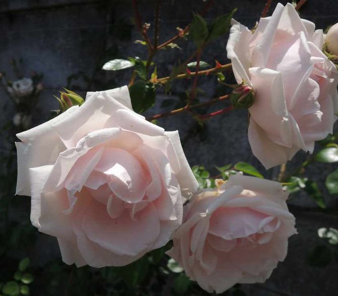 ニュードーンが開花！花持ちは？半日陰ではどうだった？