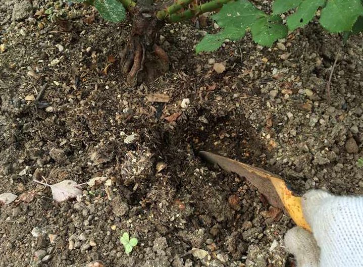 バラの中耕と除草の効果は？やり方は？