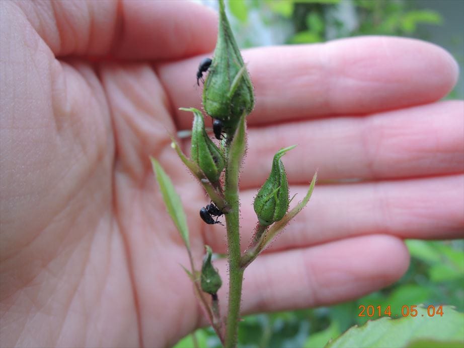 バラの新芽が食べられた！犯人はどんな虫？
