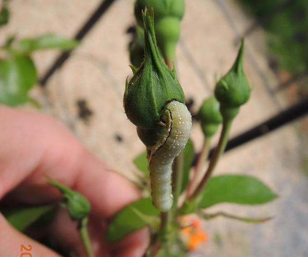 バラの蕾が無残な姿に！害虫の正体は？
